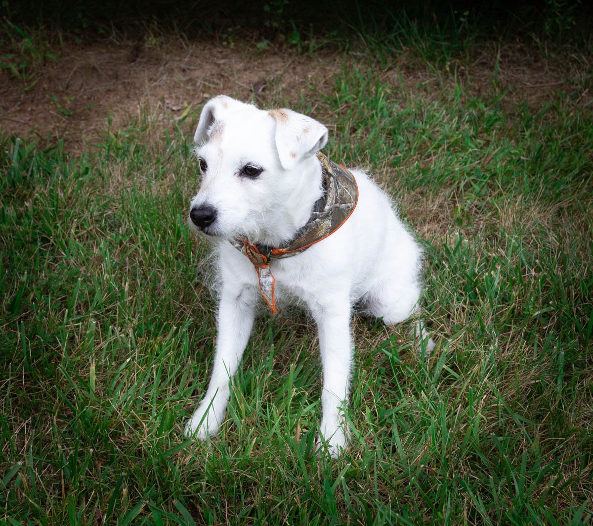 Realtree Camo Dog Bandana