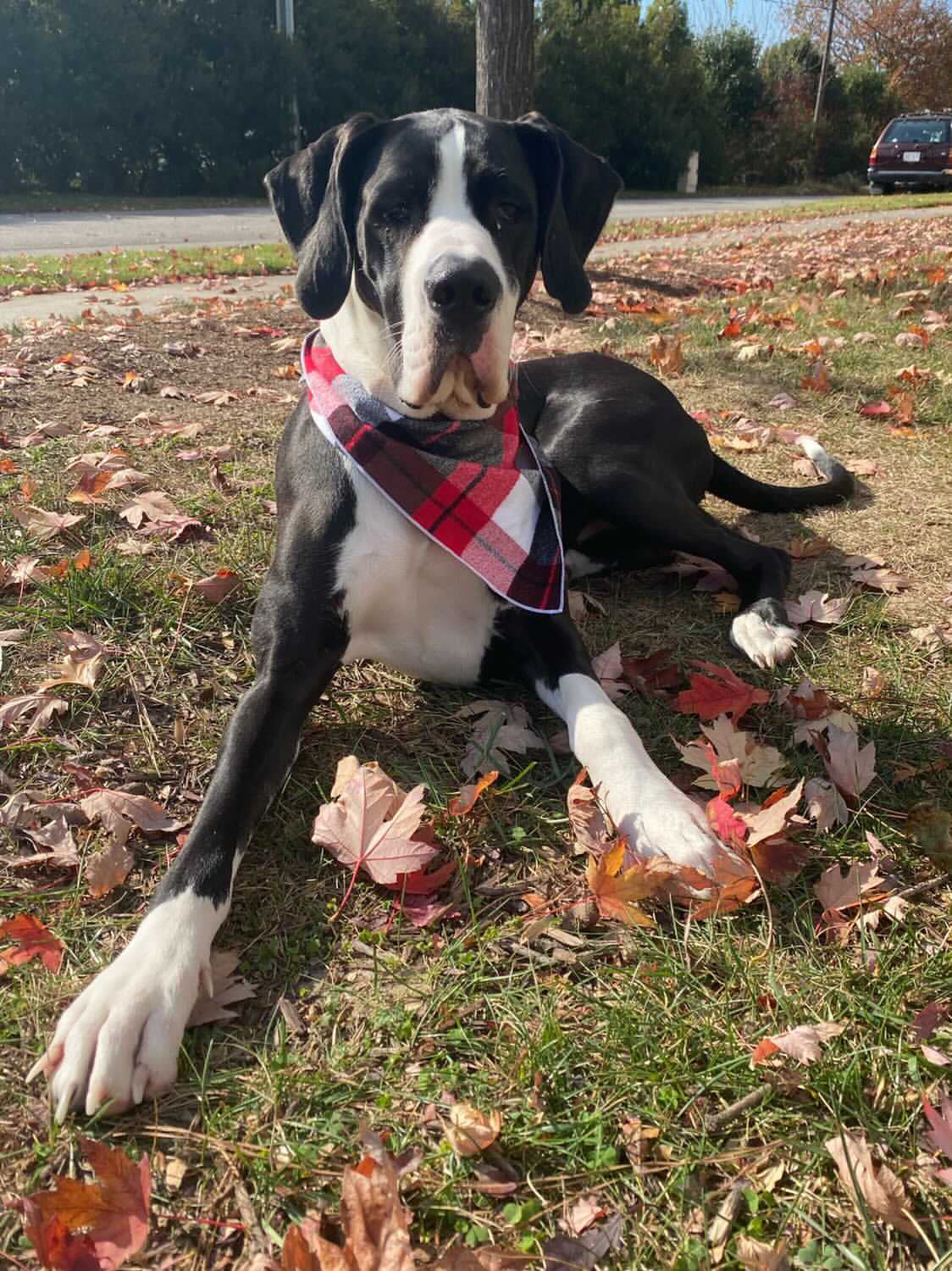Red Plaid Luxe Flannel Dog Bandana