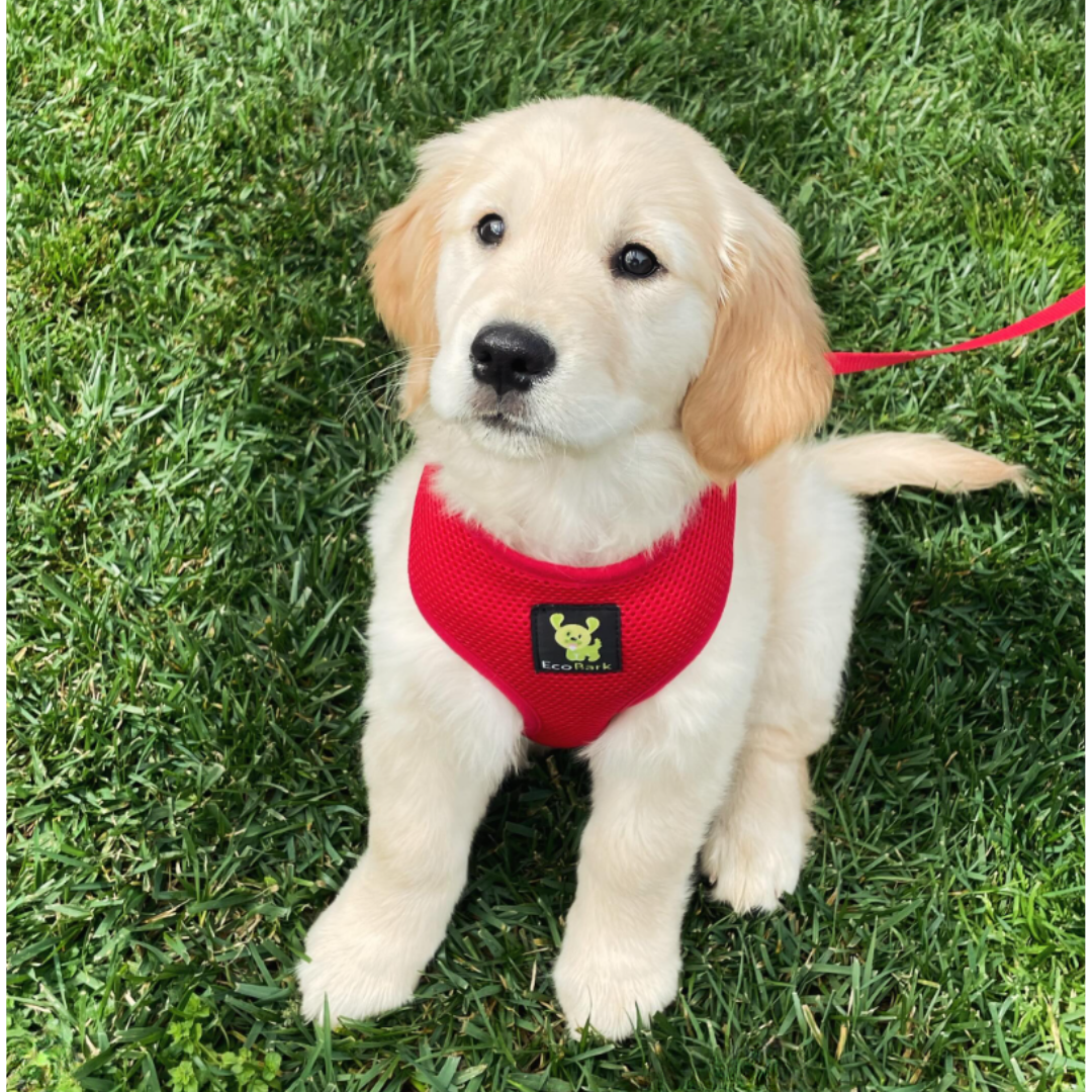 EcoBark – Cherry Red Max Comfort Dog Harness