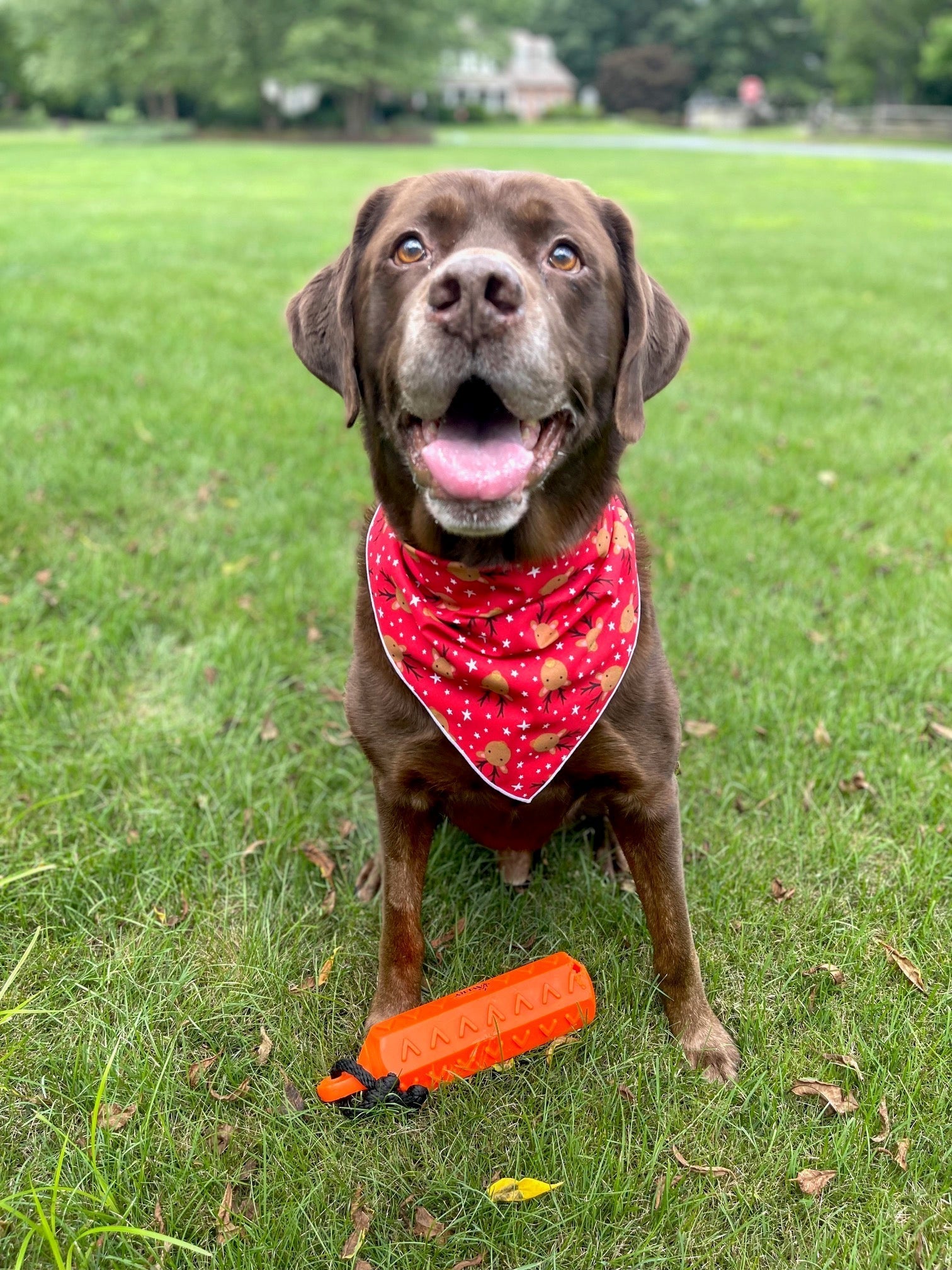 Reindeer Dog Bandana