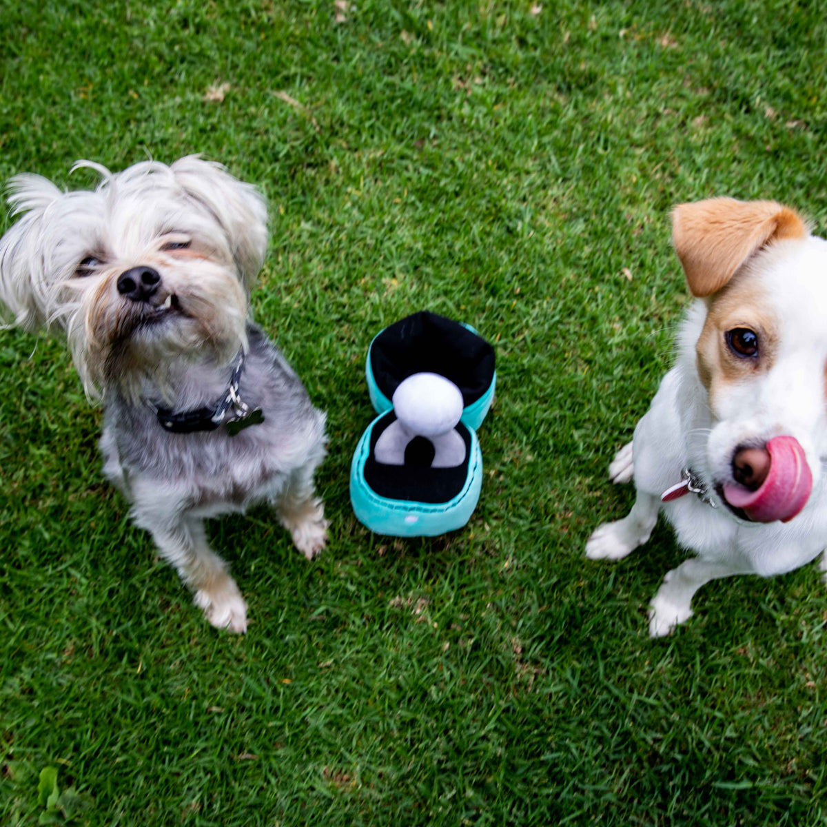 Glow Pups: Engagement Ring Squeaky Plush Dog Toy