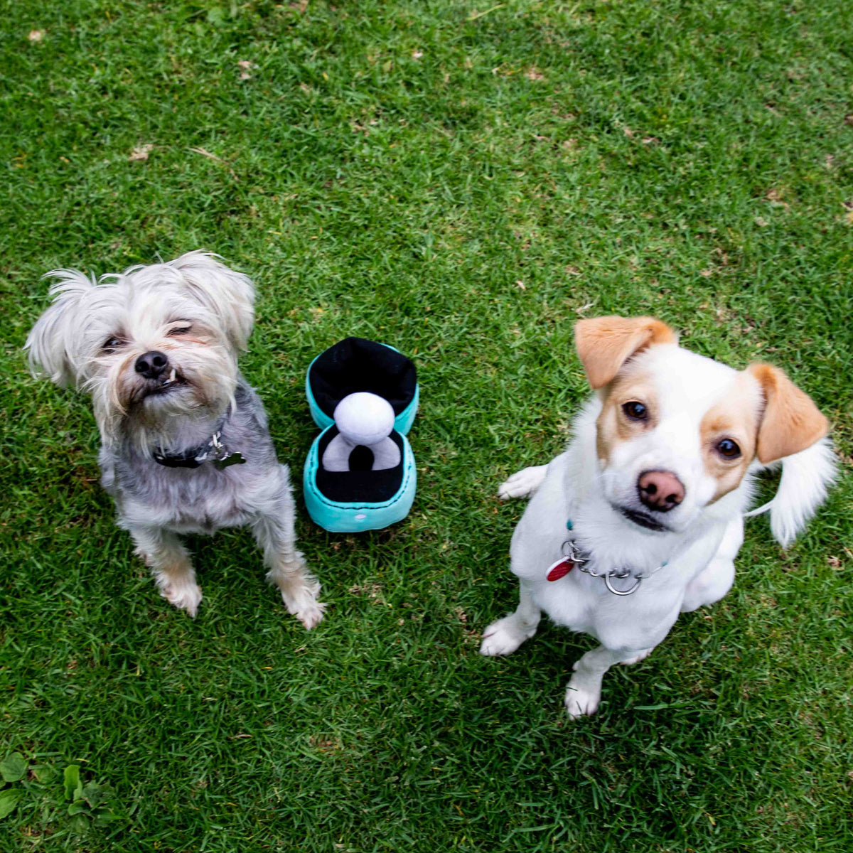 Glow Pups: Engagement Ring Squeaky Plush Dog Toy