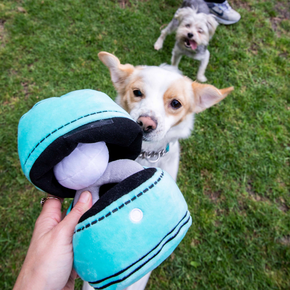 Glow Pups: Engagement Ring Squeaky Plush Dog Toy