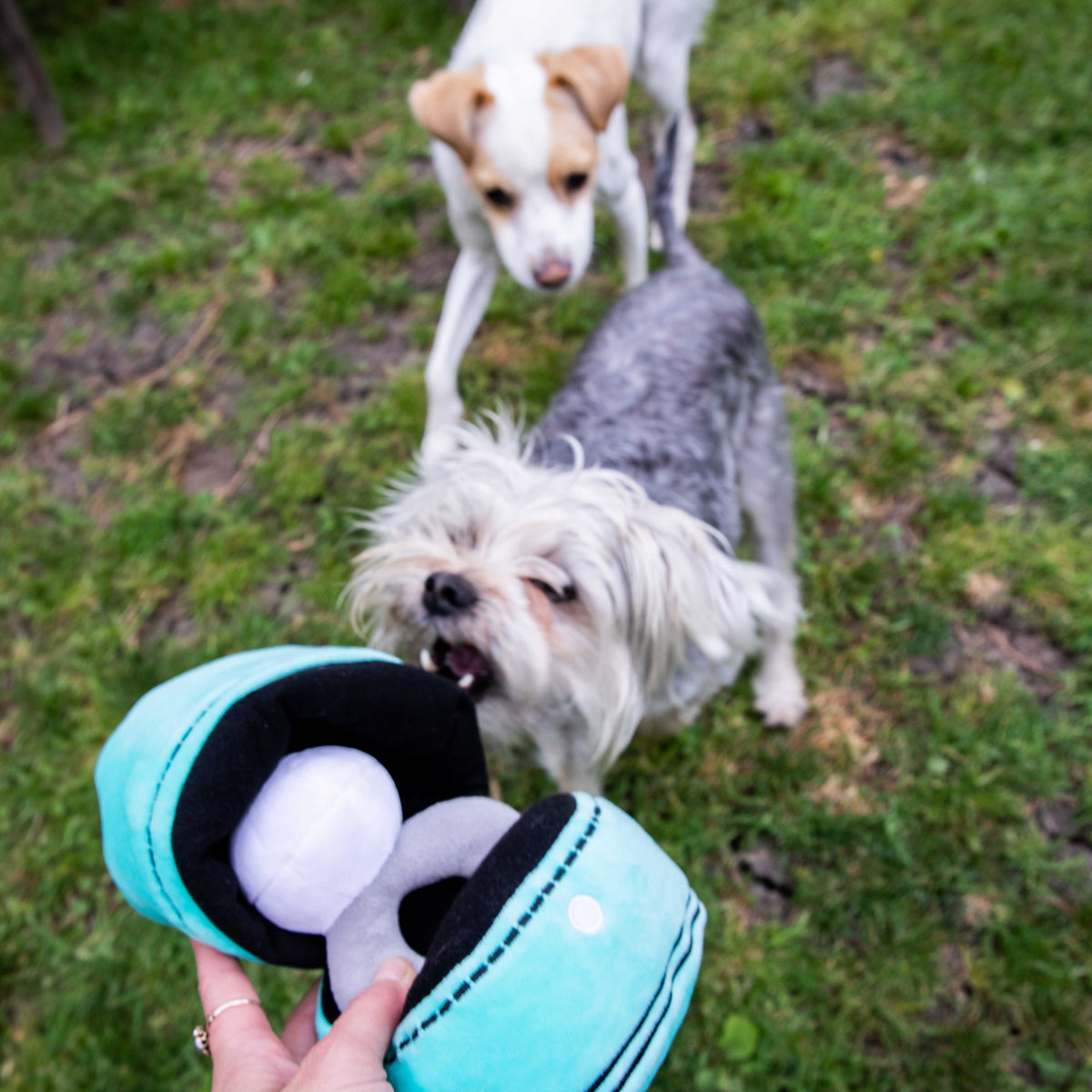 Glow Pups: Engagement Ring Squeaky Plush Dog Toy