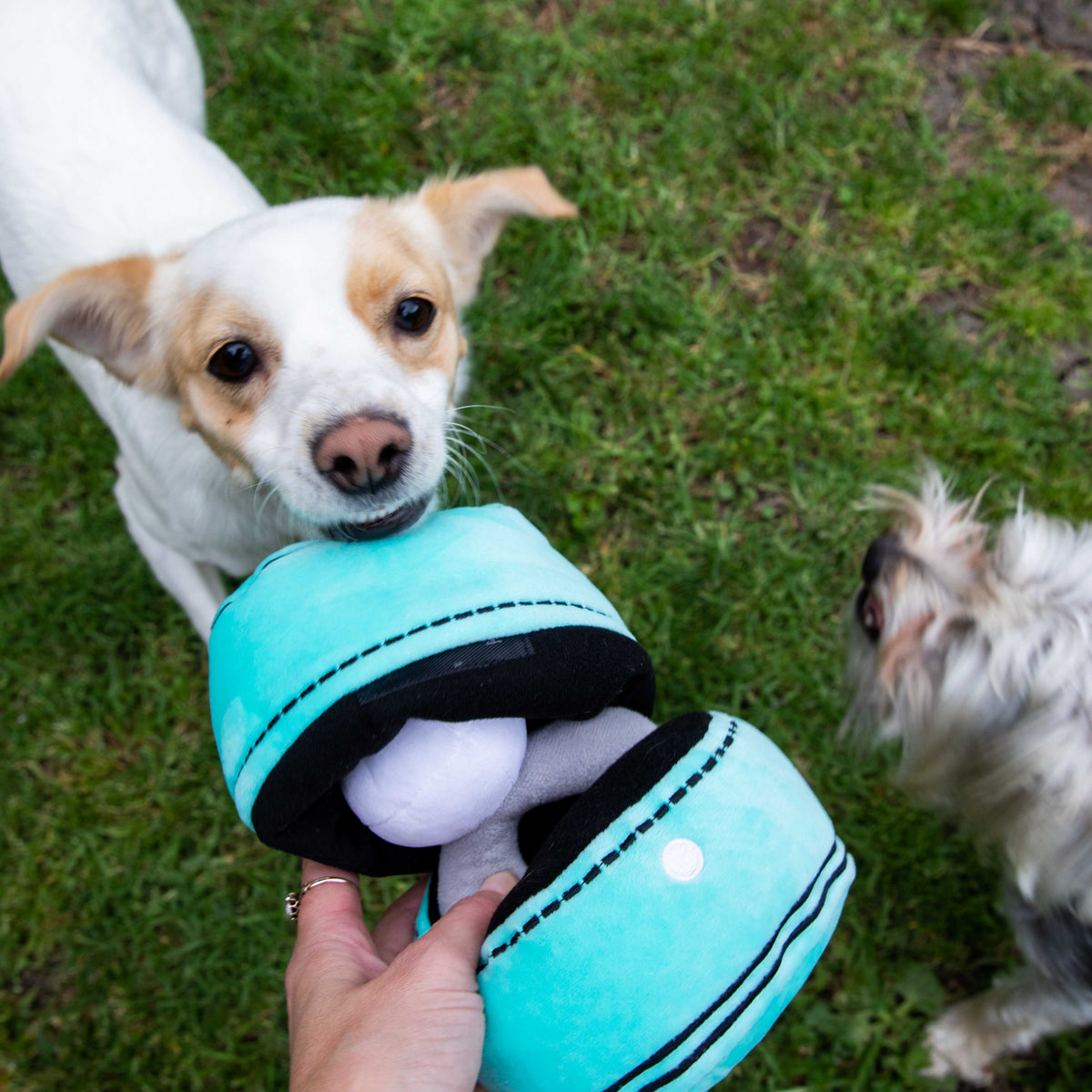Glow Pups: Engagement Ring Squeaky Plush Dog Toy