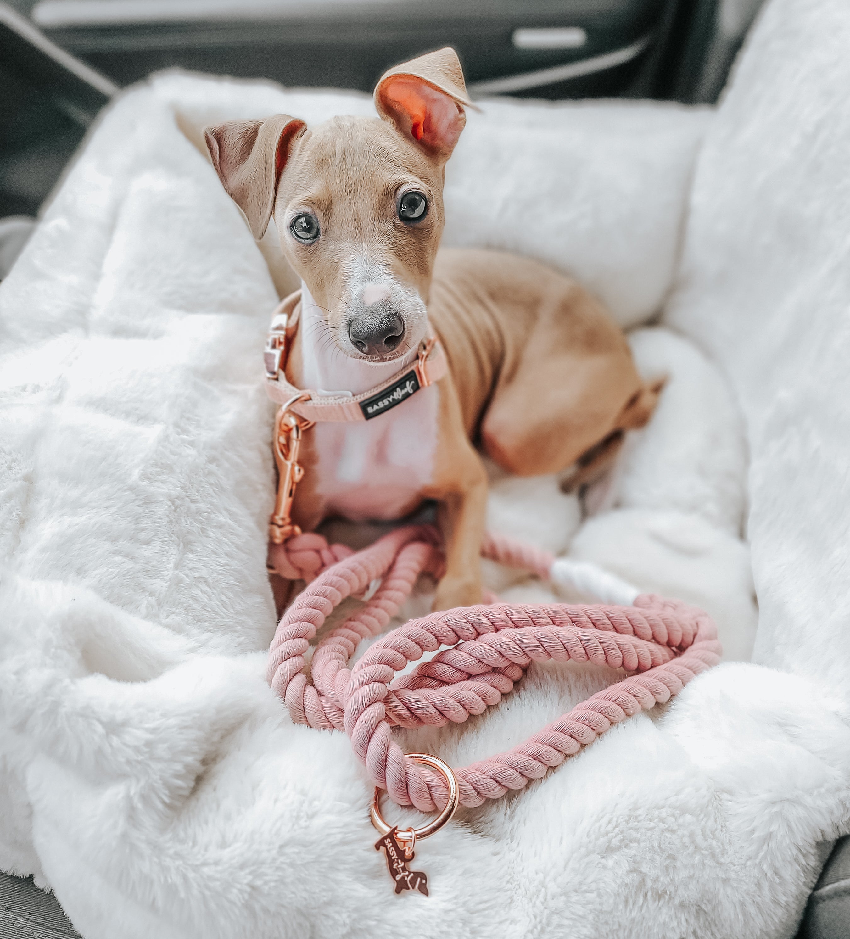 Dog Rope Leash - Rose All Day