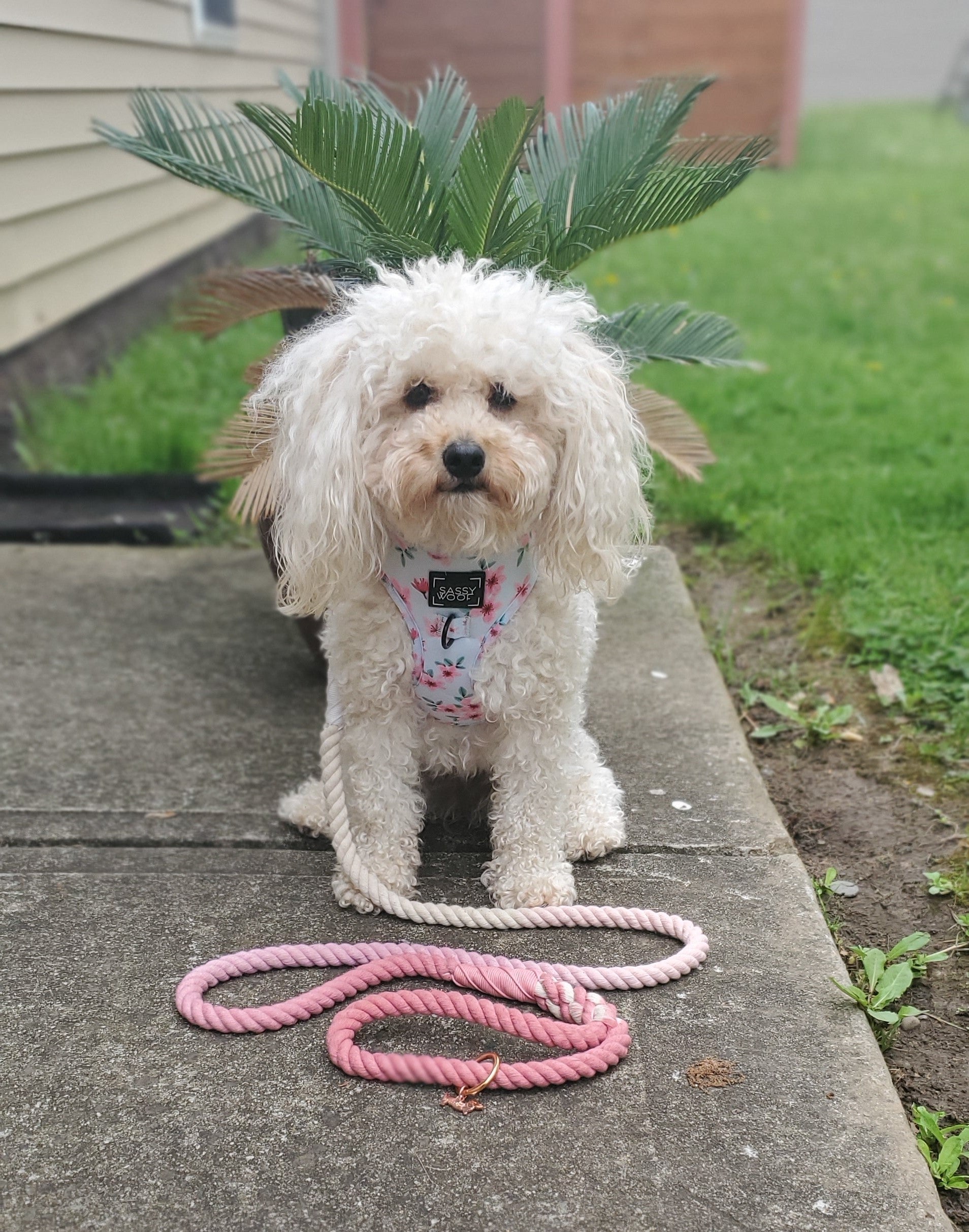 Dog Rope Leash - Rosie