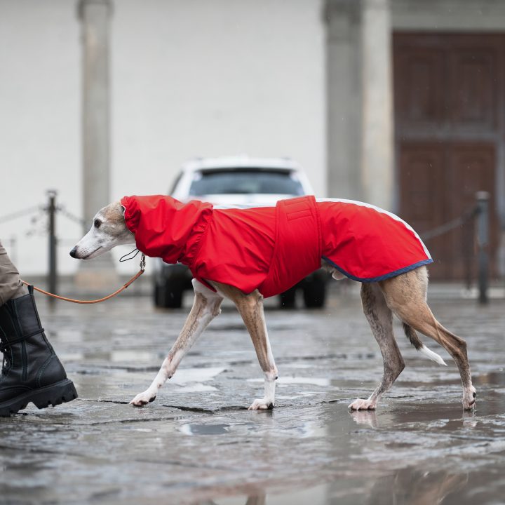 Sketches Raincoat for Greyhounds