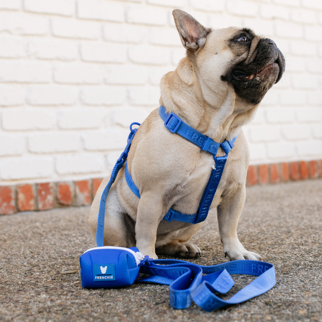 Frenchie Comfort Leash - Royal Blue