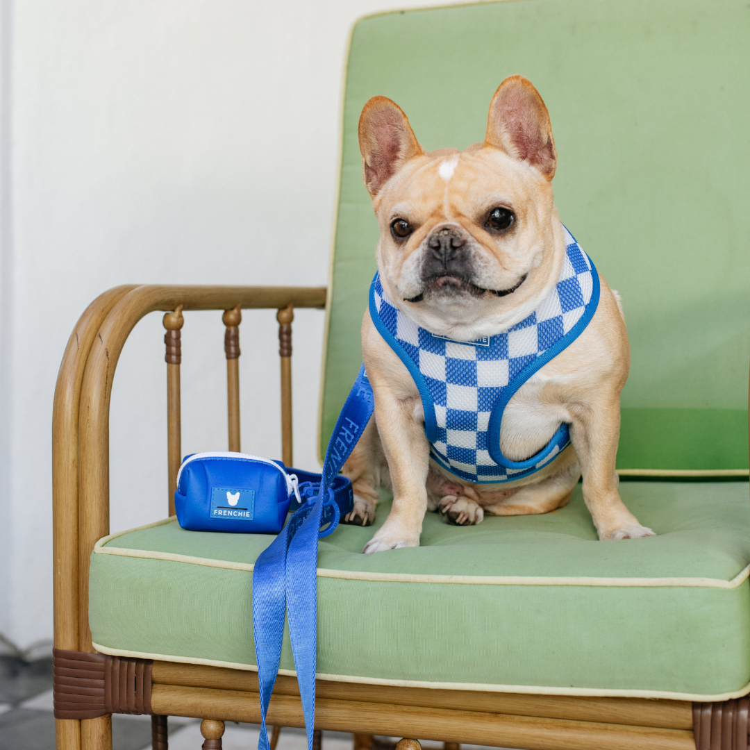 Frenchie Duo Reversible Harness - Royal Blue