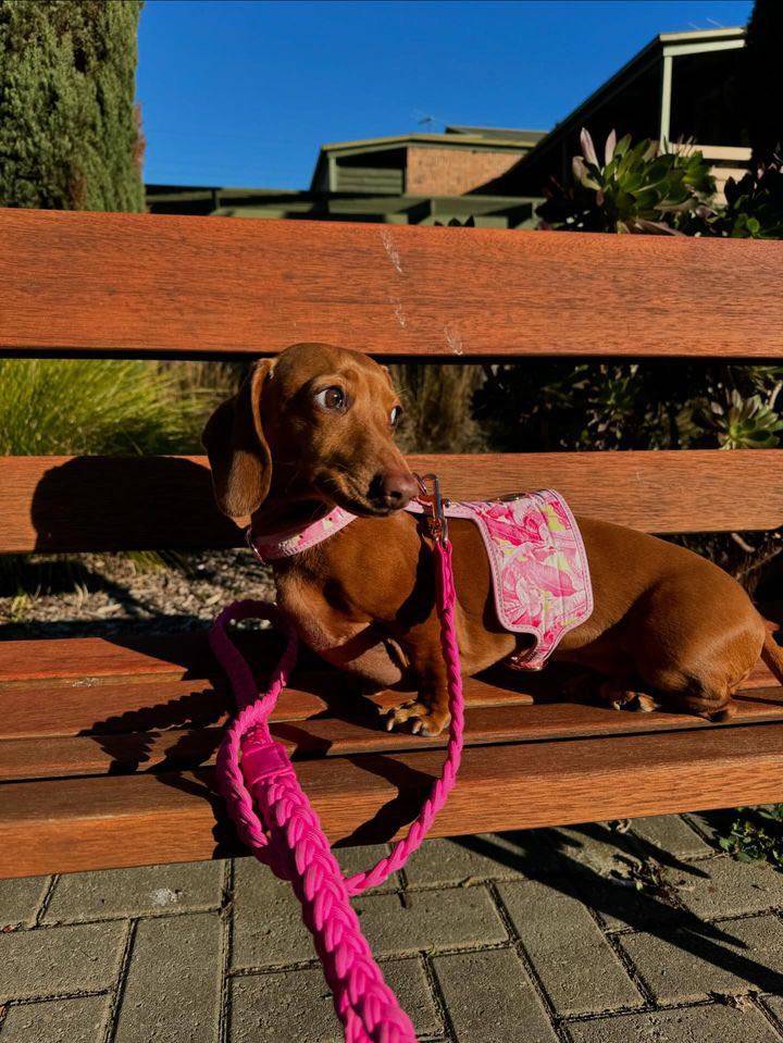 The Birds of a Feather Dog Harness