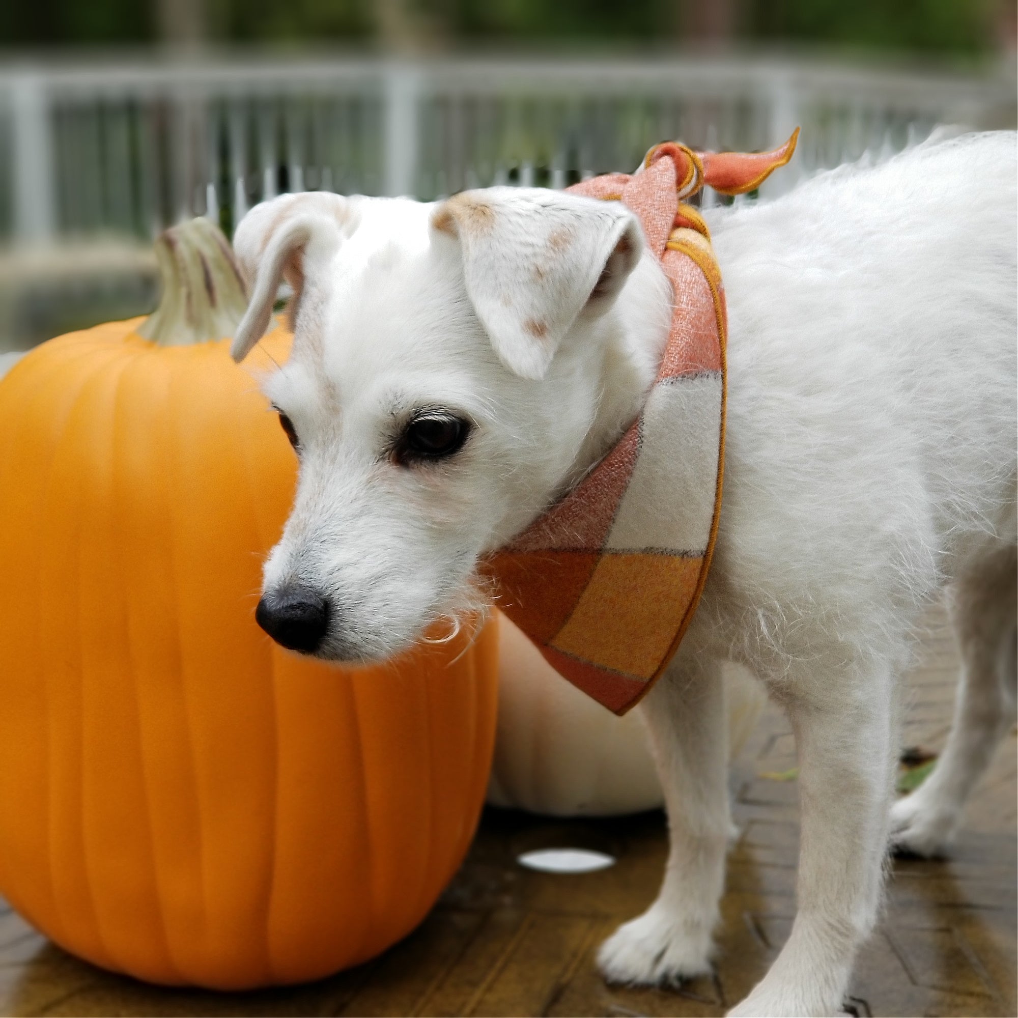 Rust Plaid Luxe Flannel Dog Bandana