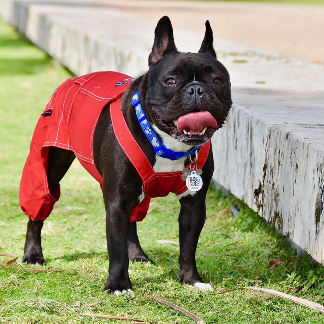 Parisian Pet Route 66 Jumpsuit-Red