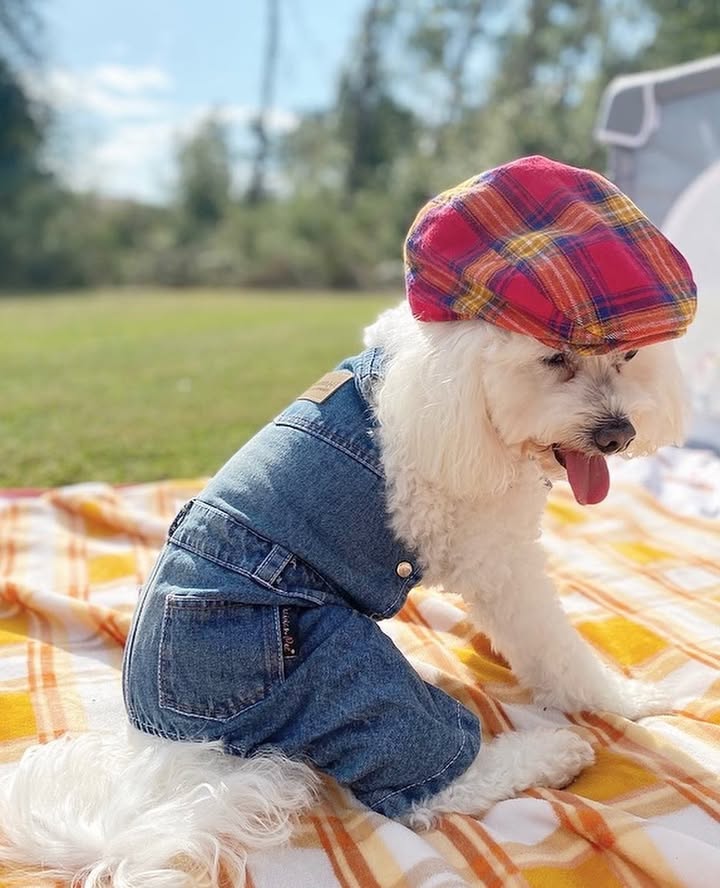 Parisian Pet Denim Overalls-Blue