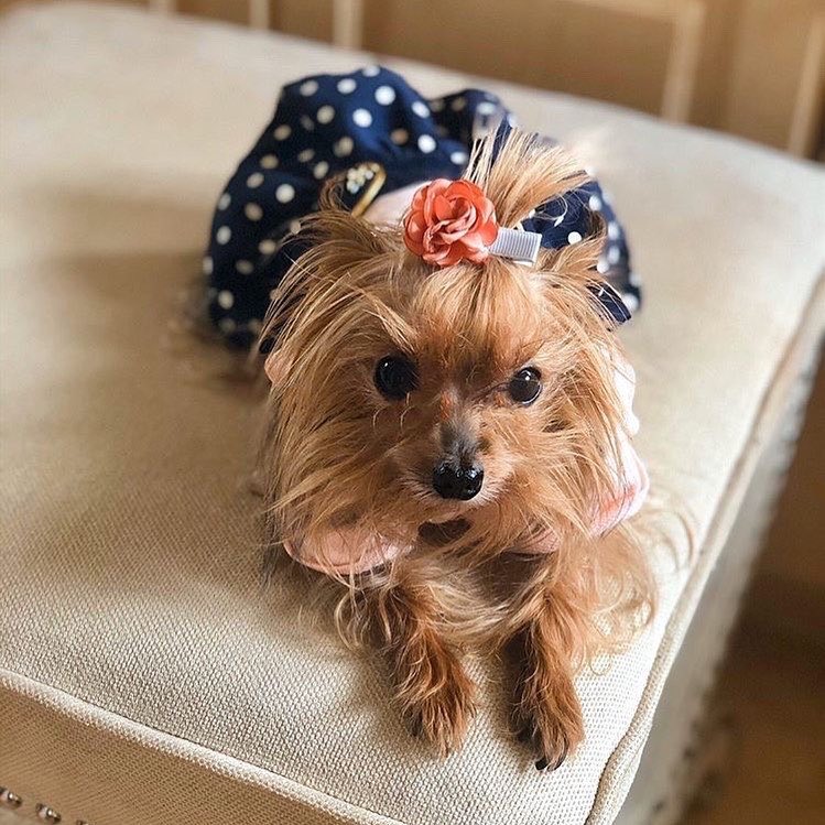 Parisian Pet Nautical Dress-Pink & Navy