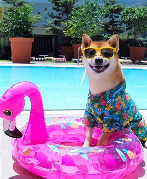 Parisian Pet Hawaiian Camp Dog & Cat Shirt  Lightweight Cotton, Stylish Vacation Pet Apparel  Blue