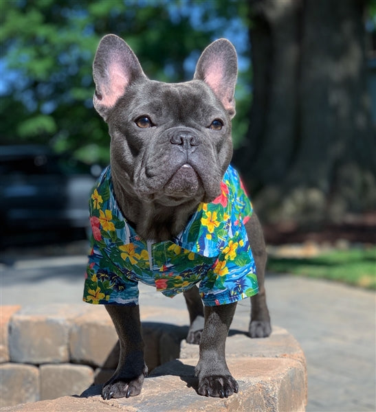 Parisian Pet Hawaiian Camp Dog Shirt-Blue