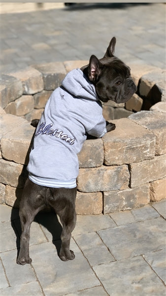 Parisian Pet Blessed Hoodie in Gray - Trendy Pet Hoodie for Dogs & Cats, Perfect for Fall & Winter