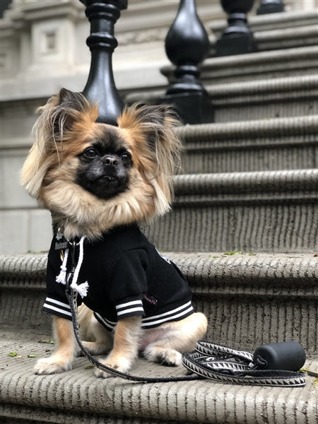 Parisian Pet Bestie Hoodie in Black