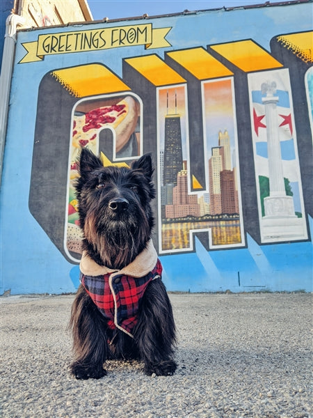 Parisian Pet Scottish Jacket