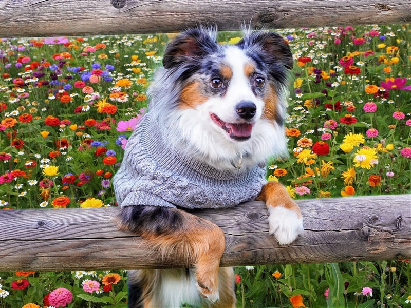 Parisian Pet Cable Knit Sweater