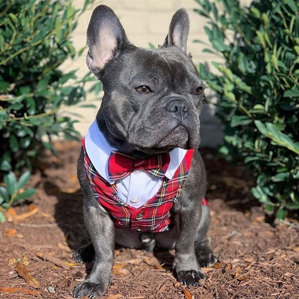 Parisian Pet Tartan Tuxedo White/Red