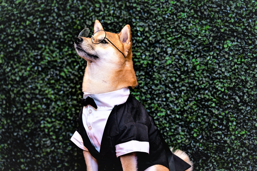 Parisian Pet Satin Party Tux for Dogs and Cats, Designer Holiday Pet Tuxedo, Satin Formal Wear, Black & White-Valentines Day