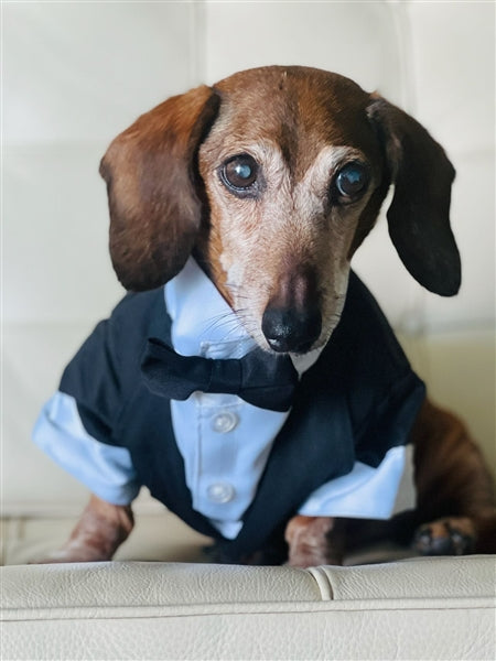Parisian Pet Satin Party Tux-Black & White