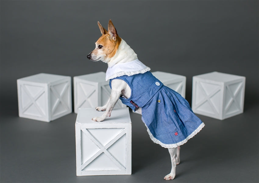 Parisian Pet Prairie Dress-Denim & White