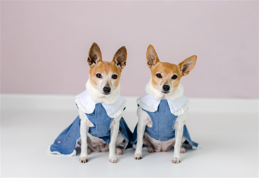 Parisian Pet Prairie Dress for Dogs and Cats, Floral Design, Comfortable Lightweight Outfit, Denim & White