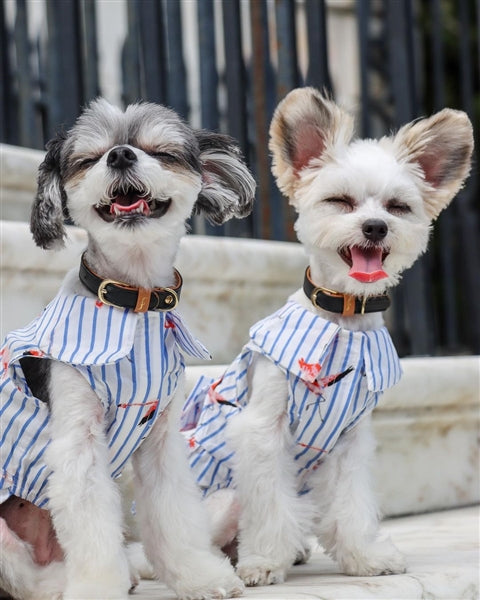 Parisian Pet Flamingo Print Dog Dress-Blue & White Stripes