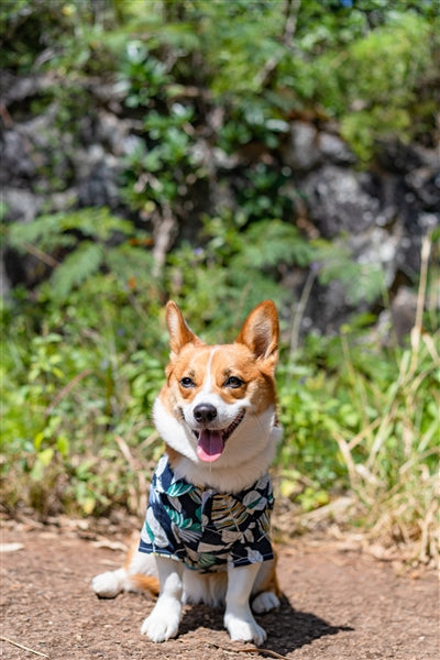 Parisian Pet Palm Leaves Dog T-Shirt-Blue & White