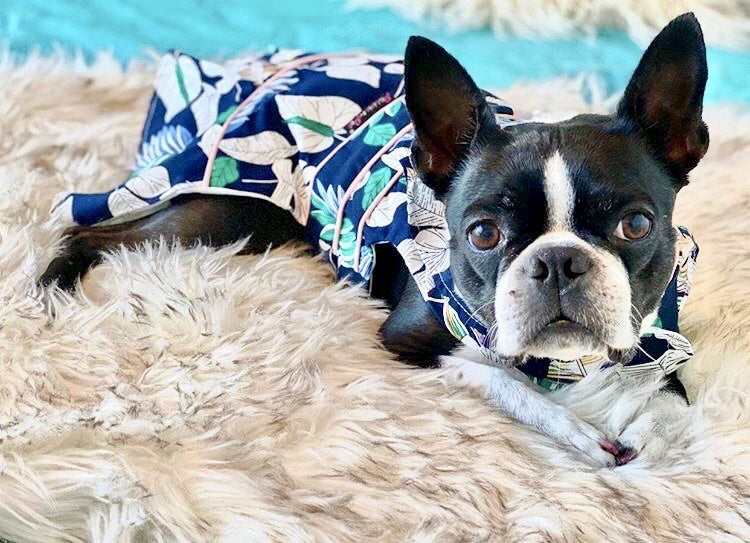 Parisian Pet Palm Leaves Dress Dog T-Shirt-Green, White