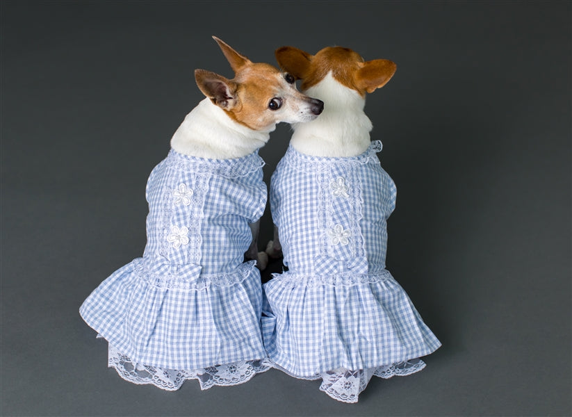 Parisian Pet Gingham Countryside Lace Dress Dog & Cat Shirt  Stylish Blue Plaid Dress  Blue