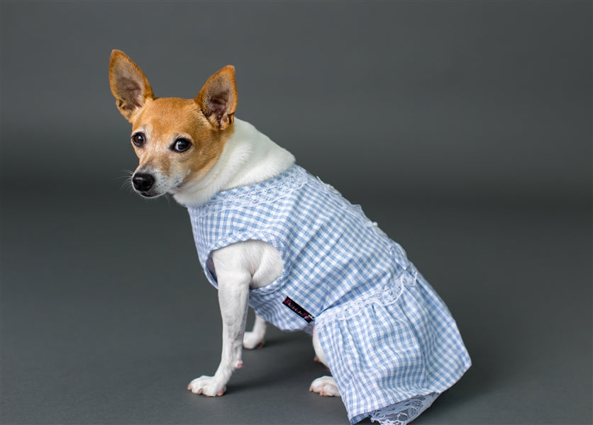 Parisian Pet Gingham Countryside Lace Dress Dog & Cat Shirt  Stylish Blue Plaid Dress  Blue