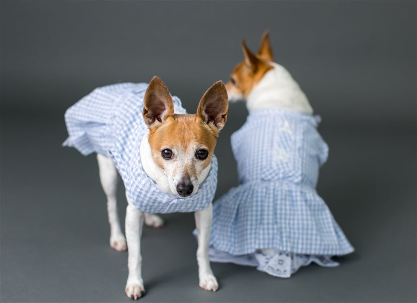 Parisian Pet Gingham Countryside Lace Dress Dog & Cat Shirt  Stylish Blue Plaid Dress  Blue
