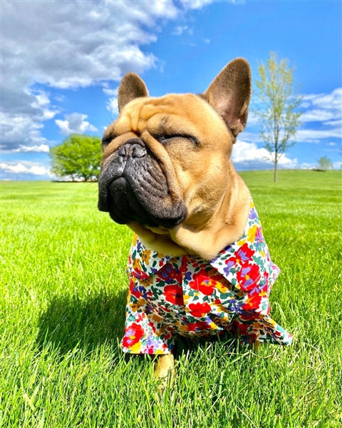 Parisian Pet Floral Artsy Dog & Cat Camp Shirt