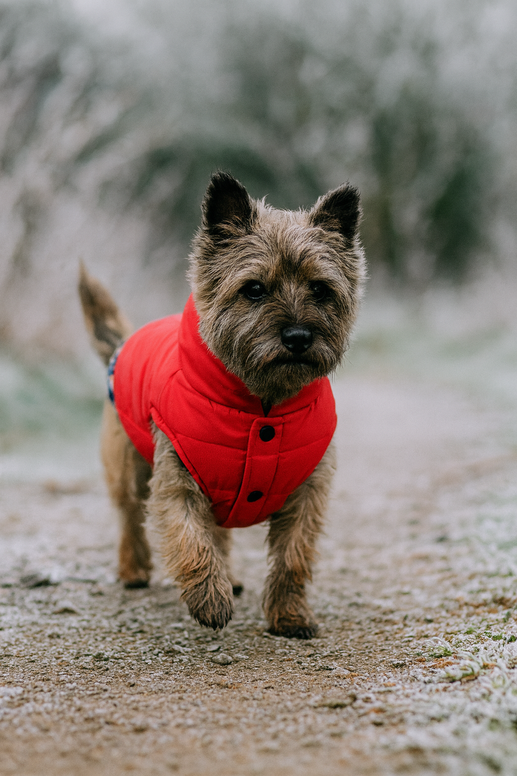 Parisian Pet Plaid Reversible Jacket
