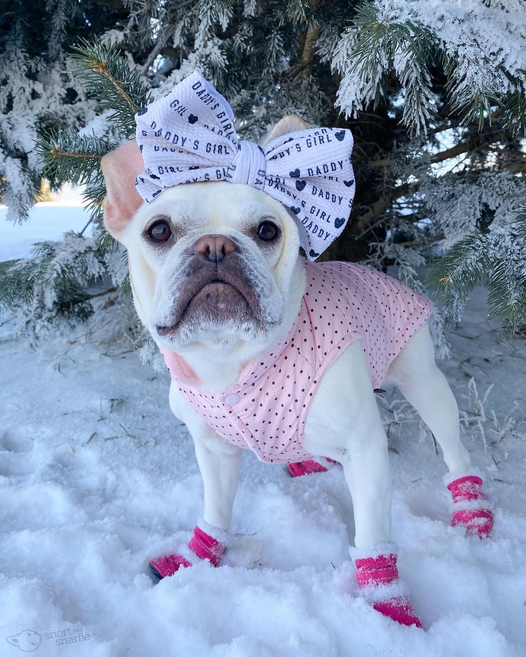 Parisian Pet Polka Dot Jacket for Dogs & Cats, Designer Pet Outerwear, Holiday Pet Jacket, Pink with Black Dots-Valentines Day