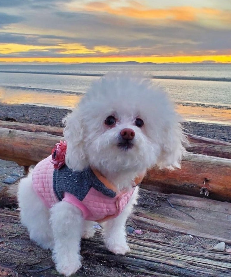 Parisian Pet Fancy Flower Quilted Jacket