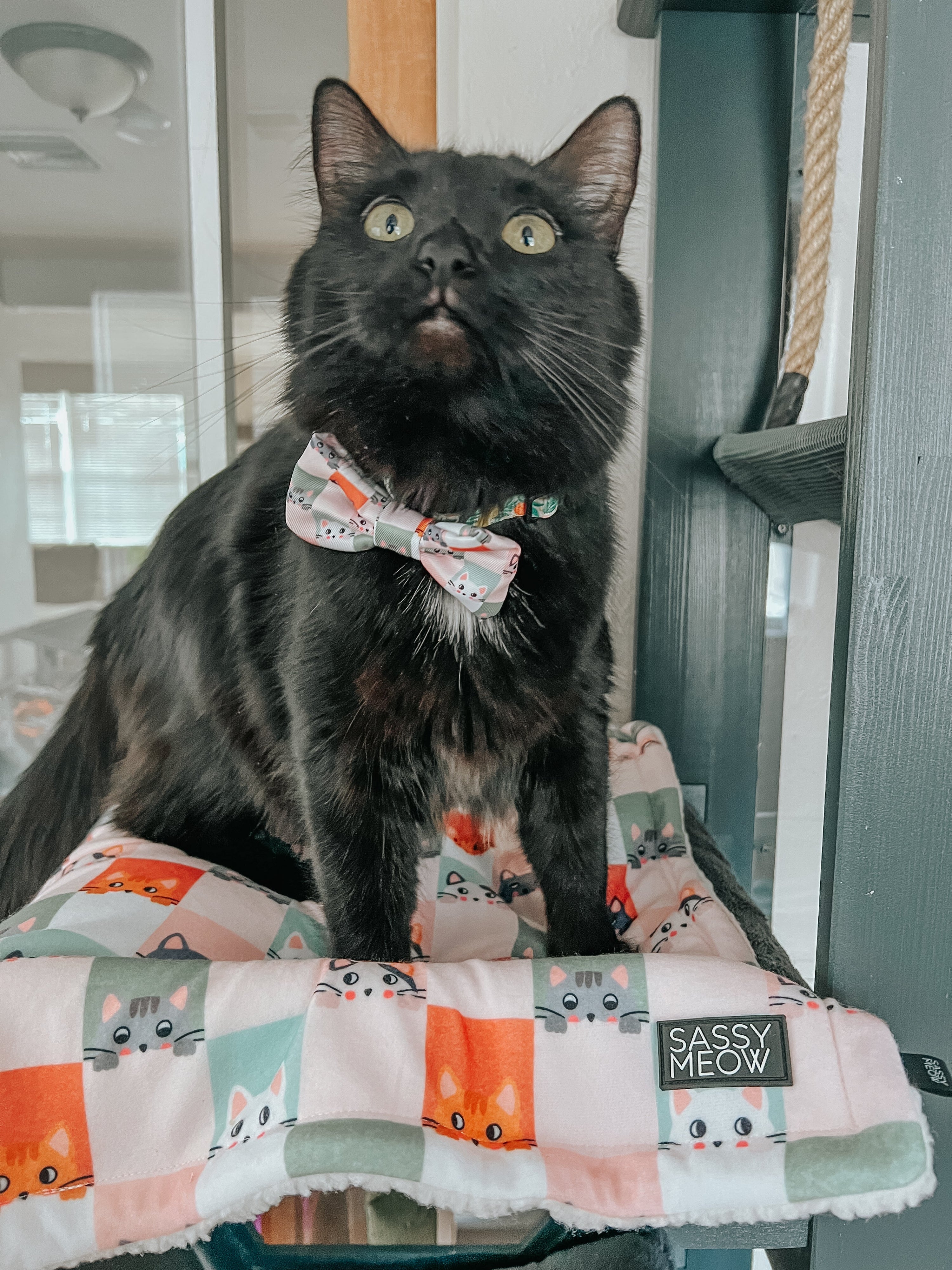 Cat Collar - Smitten Kittens