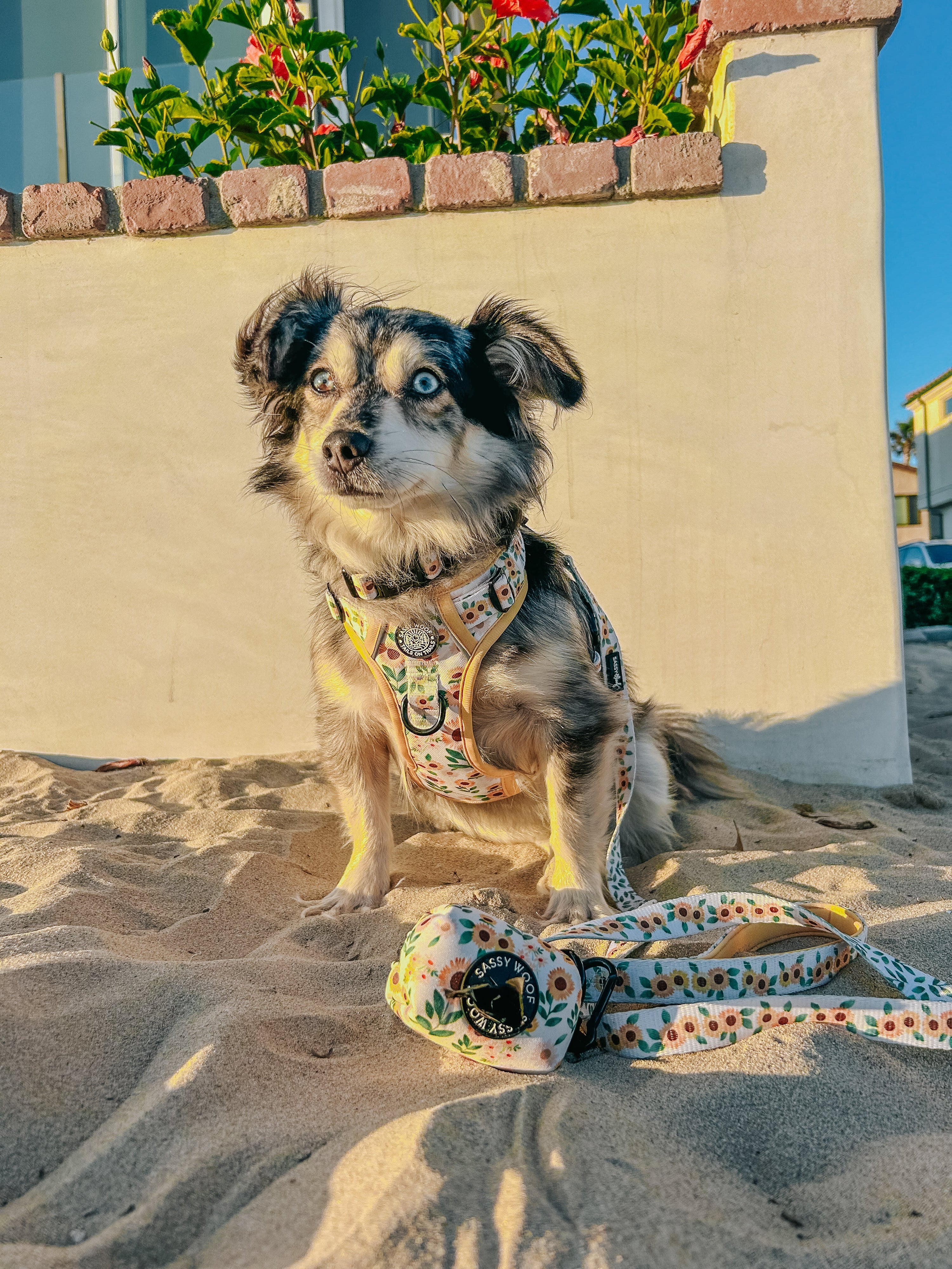Dog Step-In Harness - Sunflower Dreams