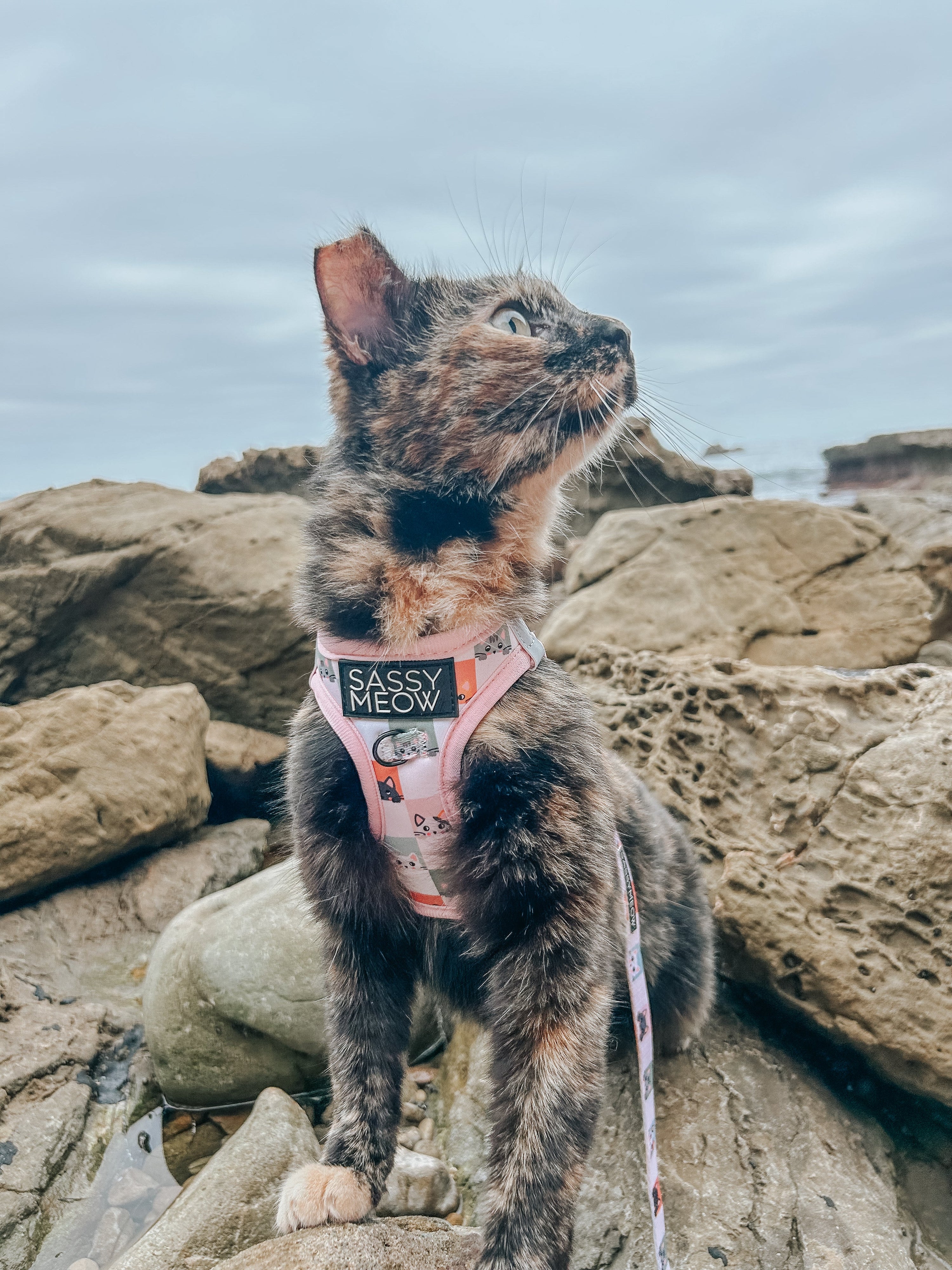 Cat Step-In Harness - Smitten Kittens
