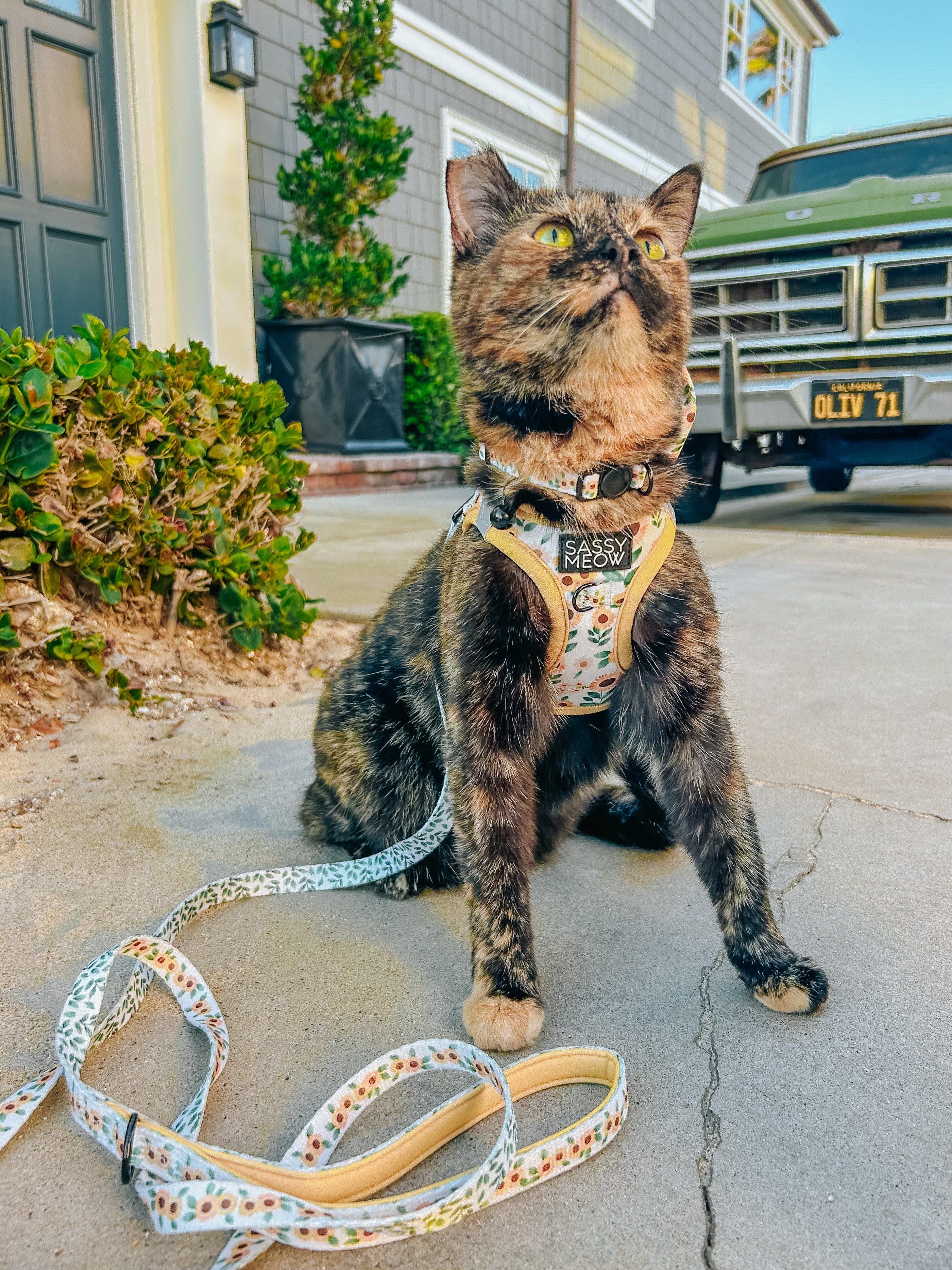 Cat Leash - Sunflower Dreams