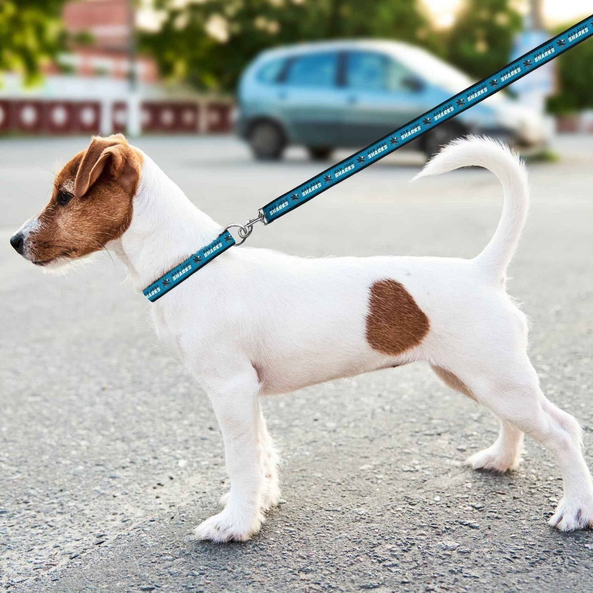 San Jose Sharks Satin Leash