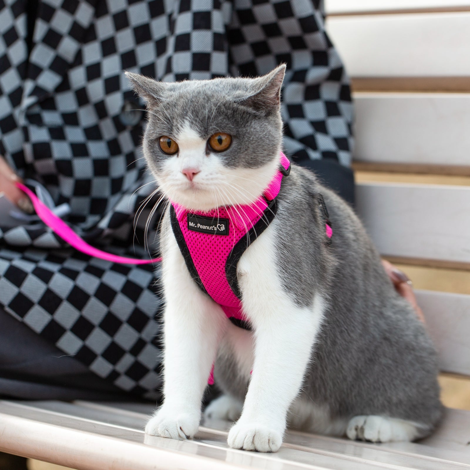 Mr. Peanuts PurrTrek Reflective Cat Harness with Matching Leash