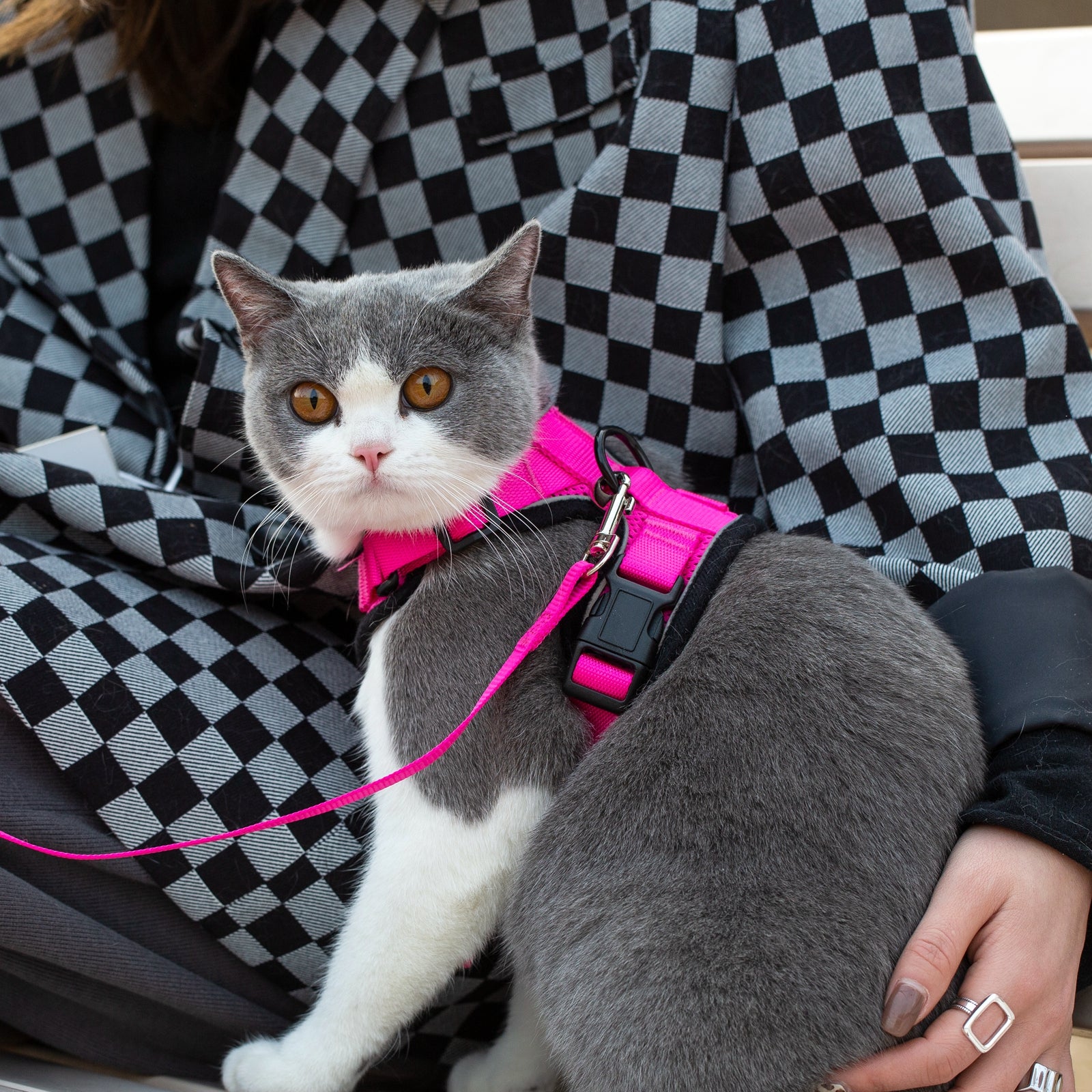 Mr. Peanuts PurrTrek Reflective Cat Harness with Matching Leash