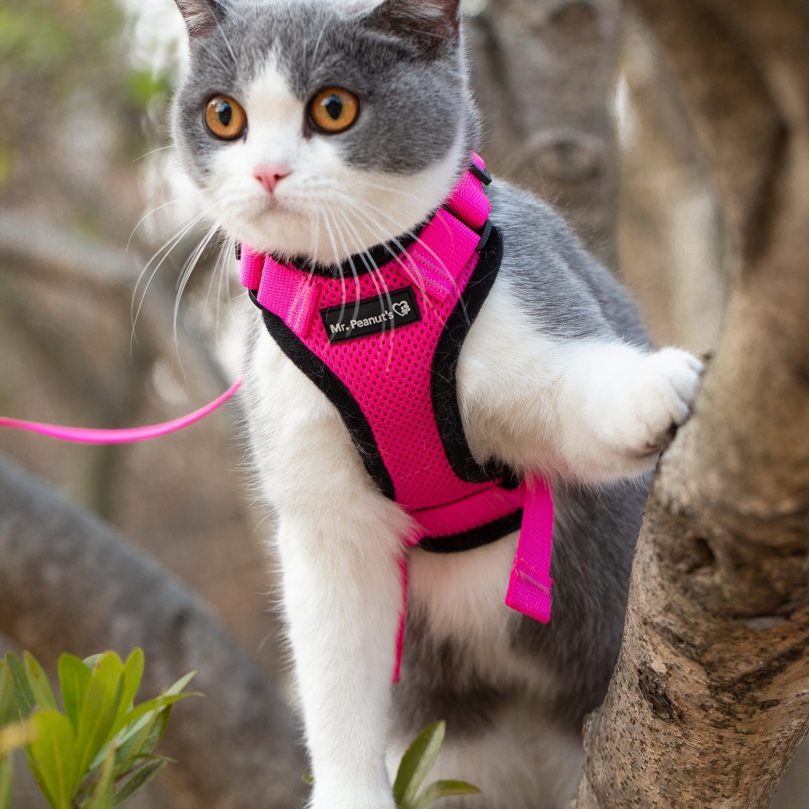 Mr. Peanuts PurrTrek Reflective Cat Harness with Matching Leash