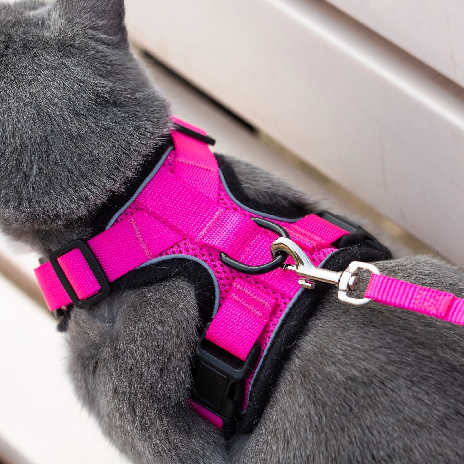 Mr. Peanuts PurrTrek Reflective Cat Harness with Matching Leash