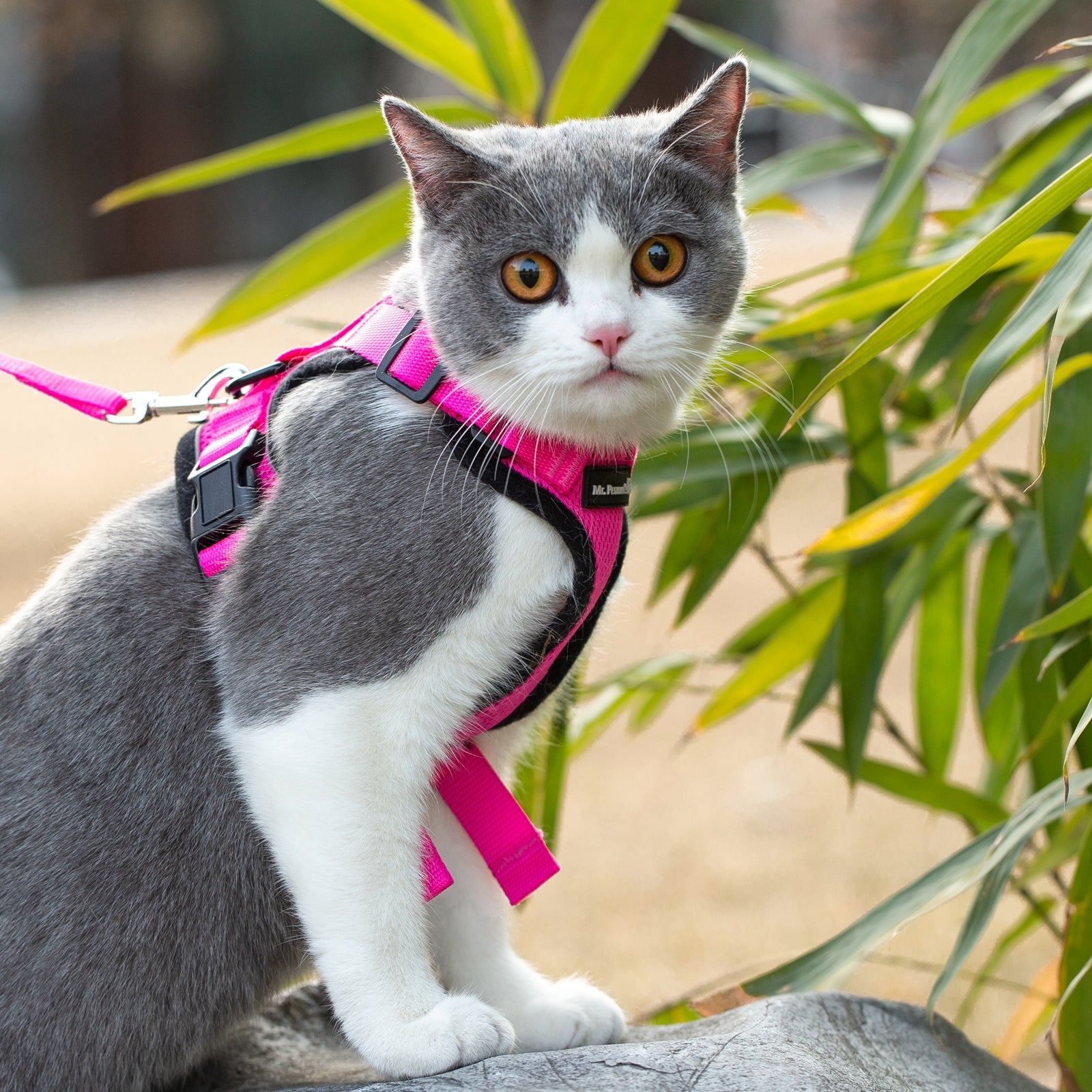 Mr. Peanuts PurrTrek Reflective Cat Harness with Matching Leash